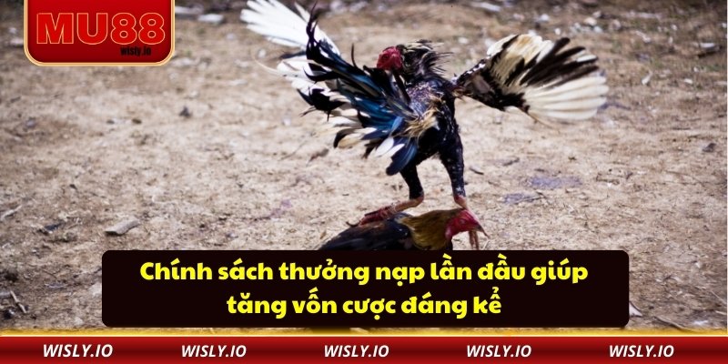 Địa Chỉ Trường Gà Thomo Và Những Bí Mật Ít Ai Biết Chính sách thưởng nạp lần đầu giúp tăng vốn cược đáng kể