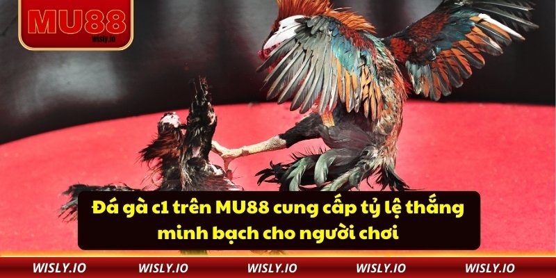 Đá Gà C1 - Sân Chơi Mang Đến Trải Nghiệm Kịch Tính Đá gà c1 trên MU88 cung cấp tỷ lệ thắng minh bạch cho người chơi