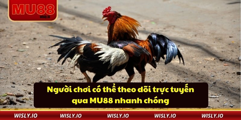 Địa Chỉ Trường Gà Thomo Và Những Bí Mật Ít Ai Biết Người chơi có thể theo dõi trực tuyến qua MU88 nhanh chóng